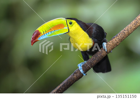 Keel Billed Toucan or Rainbow Billed Toucan in Rainforest 135151150