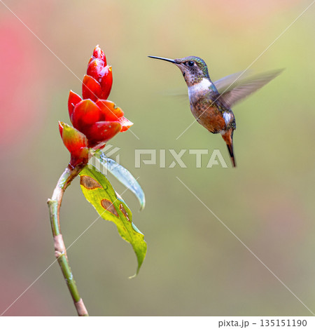 magenta-throated woodstar flying in front of flower 135151190