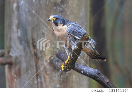 Peregrine falcon waiting for prey in tree Peregrine falcon waiting for prey in tree 135151194