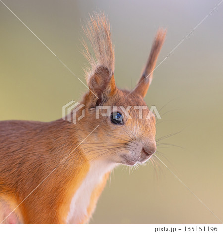Red Squirrel Portrait on Light Background Red Squirrel Portrait on Light Background 135151196