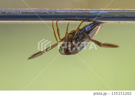 Greater Water-Boatman water insect 135151202