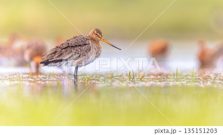 Group of Black Tailed Godwit with Bright Background 135151203