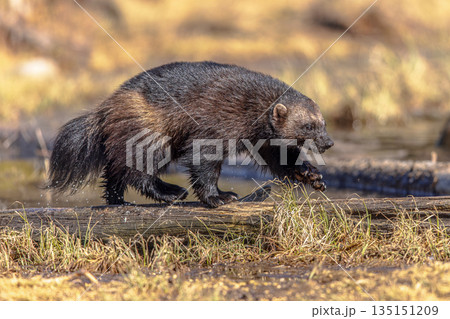 Wolverine walking on stem in nature of Finland Wolverine walking on stem in nature of Finland 135151209