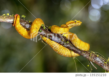 Yellow eyelash viper resting on branch Yellow eyelash viper resting on branch 135151210