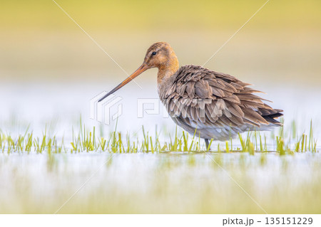 Black-tailed Godwit wader bird walking Black-tailed Godwit wader bird walking 135151229