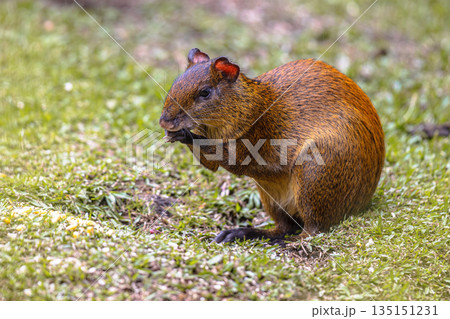 Central American Agouti foraging in grass Central American Agouti foraging in grass 135151231