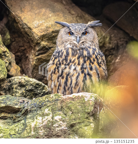 Eurasian eagle-owl looking at camera Eurasian eagle-owl looking at camera 135151235
