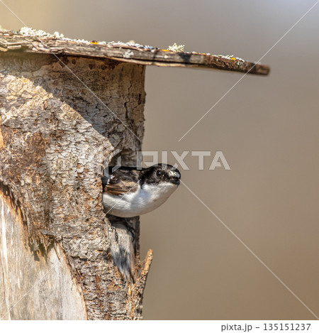 European pied flycatcher at nesting site European pied flycatcher at nesting site 135151237