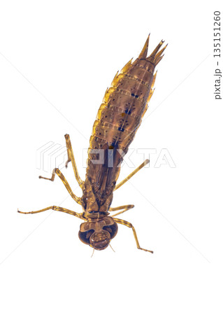Larvae of Emperor dragonfly 135151260