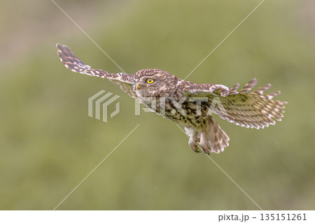 Little Owl flying on Bright Background 135151261