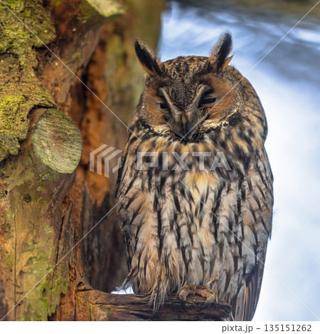Long Eared Owl sleeping in tree 135151262