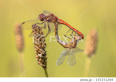 Ruddy Darter Dragonfly Copula Ruddy Darter Dragonfly Copula 135151264