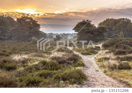 Sunrise over flowering heathland Dwingelderveld Netherlands Sunrise over flowering heathland Dwingelderveld Netherlands 135151266