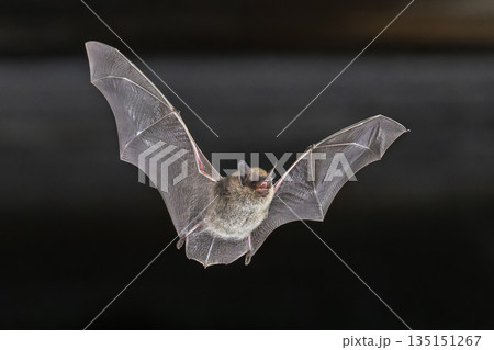 Whiskered Bat flying in Natural Environment 135151267