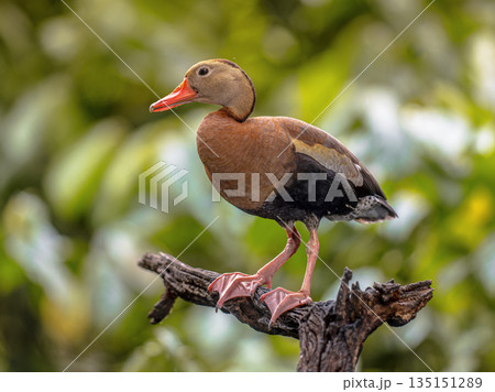 Black-bellied whistling duck perched in tree Costa Rica Black-bellied whistling duck perched in tree Costa Rica 135151289