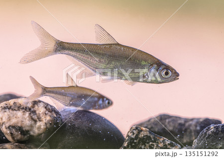 Bleak or Common Bleak Freshwater Fish 135151292