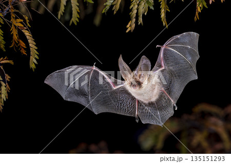 Brown Long-Eared Bat in Forest Environment Brown Long-Eared Bat in Forest Environment 135151293