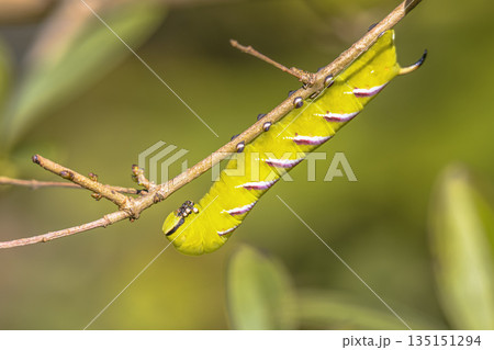 Caterpillar of Privet Hawk Moth Caterpillar of Privet Hawk Moth 135151294