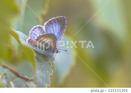 Holly Blue Butterfly perched on leaf 135151303