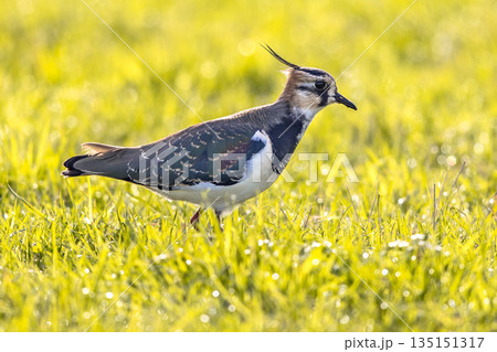 Northern lapwing foraging in grassland Netherlands 135151317