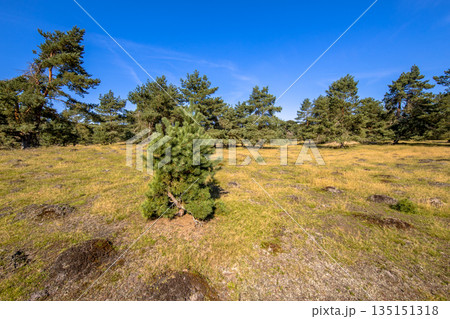 Open forest in Deelerwoud nature reserve Open forest in Deelerwoud nature reserve 135151318