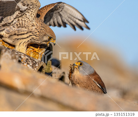 Pair Lesser Kestrel in breeding colony in Spain 135151319