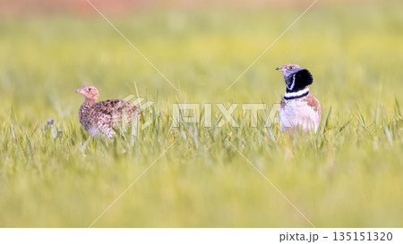 Pair Little Bustard displaying in Grassland Pair Little Bustard displaying in Grassland 135151320