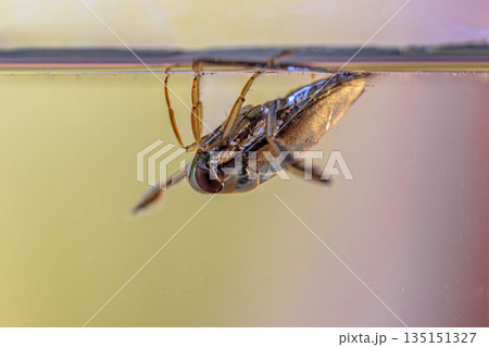 Greater Water-Boatman water insect 135151327