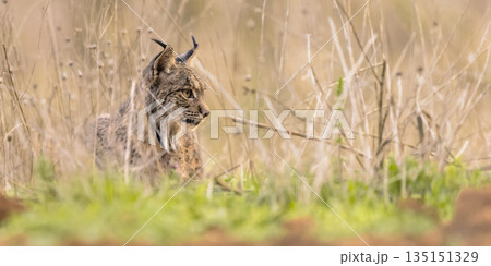 Iberian Lynx in Ambush near Rabbit Residence 135151329