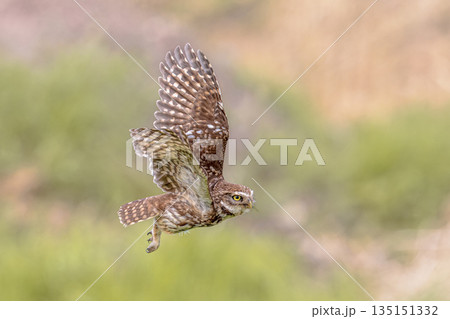 Little Owl flying on Bright Background 135151332