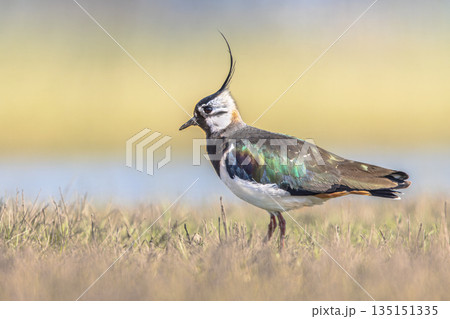 Northern Lapwing Display Behaviour Northern Lapwing Display Behaviour 135151335