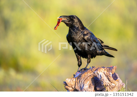 common raven gleaming in sunny weather 135151342