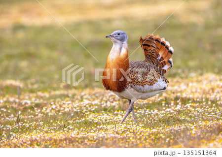 Great Bustard Walking in Grassland Great Bustard Walking in Grassland 135151364