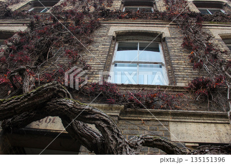 Oxford, United Kingdom - Dec 22, 2025: The Ivy Tree House is uniquely ivy-covered building in Oxford on New Inn Hall Street, known for its magnificent ivy growth. Oxford, United Kingdom - Dec 22, 2025: The Ivy Tree House is uniquely ivy-covered building in Oxford on New Inn Hall Street, known for its magnificent ivy growth. 135151396