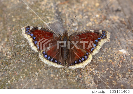 Mourning cloak warming in sun after hibernation 135151406