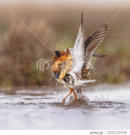 Ruff two birds fighting at lek 135151410