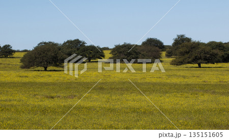 Flowered field in summer time landscape, La Pampa Flowered field in summer time landscape, La Pampa 135151605