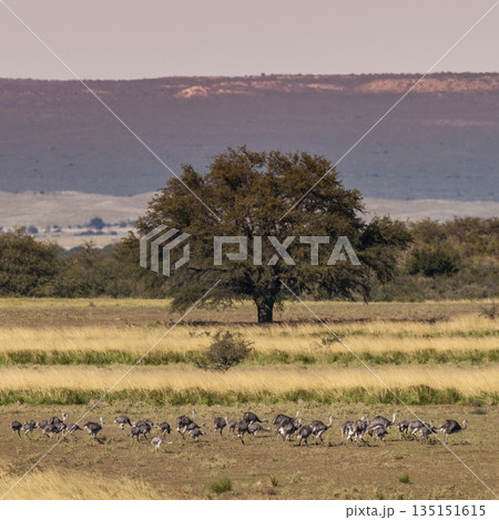 Flowered field in the Pampas Plain, La Pampa  135151615