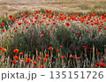 meadow poppies at dawn in backlight closeup 135151726