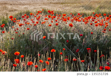 meadow poppies at dawn in backlight closeup meadow poppies at dawn in backlight closeup 135151726