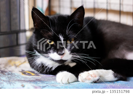 Silent shelter cat with hopeful gaze, Peaceful tuxedo cat patiently staring at lens Silent shelter cat with hopeful gaze, Peaceful tuxedo cat patiently staring at lens 135151798