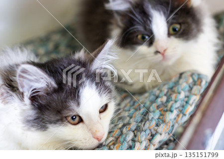 Adorable kittens resting peacefully together, Softfurred kittens curled up on cozy blanket 135151799