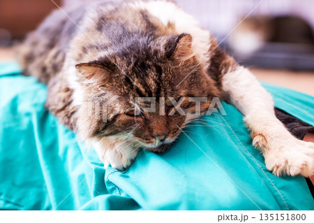 Serene cat on soothing fabric, Peaceful feline reclining amid healing setting and caring hands 135151800