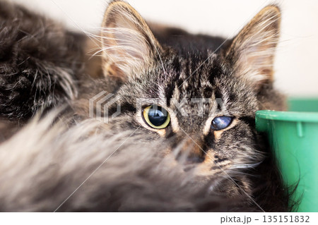 Detailed depiction of attentive domestic cat with textured fur and relaxed background environment Detailed depiction of attentive domestic cat with textured fur and relaxed background environment 135151832
