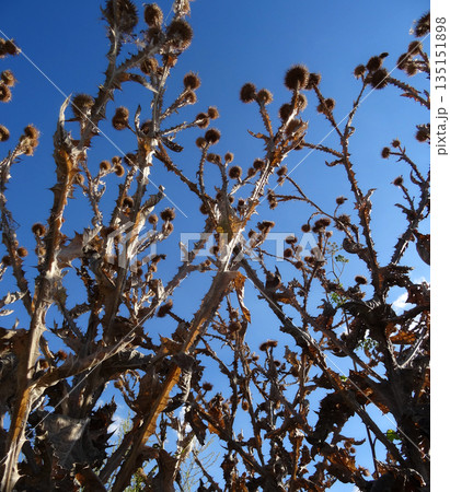 Wilted Thistle Inflorescences On Dead Bush Lower Point Of View Wilted Thistle Inflorescences On Dead Bush Lower Point Of View 135151898
