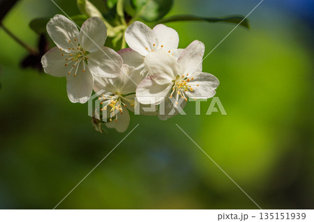 春に咲く花木キミズミの花 春に咲く花木キミズミの花 135151939