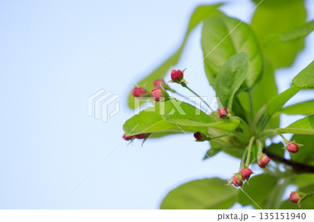 春に咲く花木キミズミのピンクの蕾 春に咲く花木キミズミのピンクの蕾 135151940