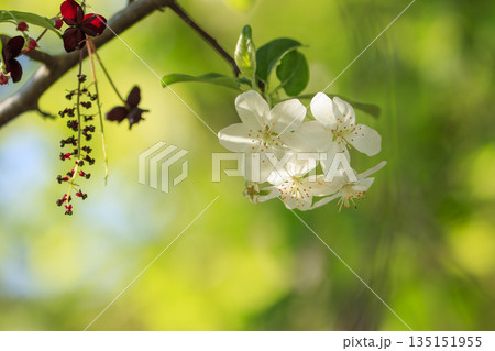 春に咲く花木キミズミの花とミツバアケビの花 135151955