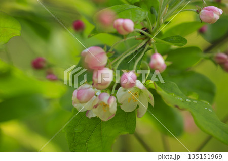 春に咲く花木キミズミの花と蕾 135151969