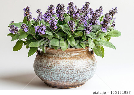 Rustic flower pot. Garden design. Potted sage plant with gray-green leaves and purple flowers on a white background. Herb in pot. Salvia is grown as garden plants. Rustic flower pot. Garden design. Potted sage plant with gray-green leaves and purple flowers on a white background. Herb in pot. Salvia is grown as garden plants. 135151987